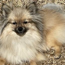 Pomeranians from Stardust Poms