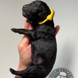 Raven - Black male Poodle puppy in Spring Hills, Florida from The Olympus Standard Poodle