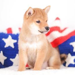Chihiro - Red Boy - Red male Shiba Inu puppy in Neosho, Missouri from Sunny Terrace Shibas
