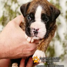 Boxer Puppies from Hawk Creek Boxers