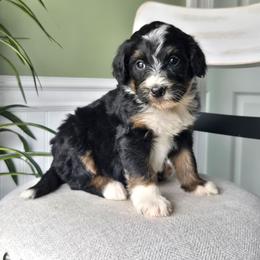 Zoey - Tri-color female Bernedoodle puppy in Holtwood, Pennsylvania from Country Ridge Puppies