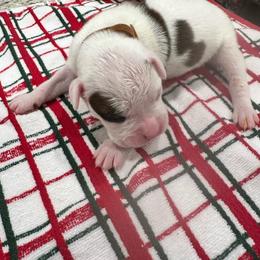 Boy 7 - brown - White male Boxer puppy in Nashville, Tennessee from Best Friends