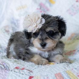Golden Tempo - Merle female Schnoodle puppy in Grove, Oklahoma from Grand Lake Poodles & Doodles