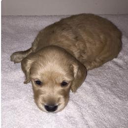 Cream girl 1 - Cream female Dachshund puppy in Early, Texas from The Jewelry Dox