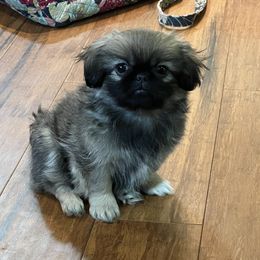 Mable - Fawn sable Pekingese puppy in Marshall, North Carolina from Wild Flower Pekingese