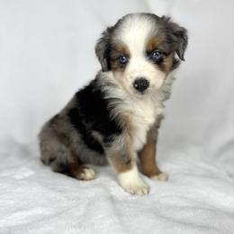 Snickerdoodle - Blue merle male Miniature Australian Shepherd puppy in Bedias, Texas from JSK Aussie and Cavaliers