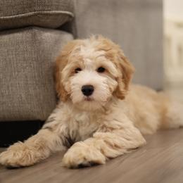 Sweden (Denny) - Red male Bernedoodle puppy in Surprise, Arizona from Huckleberry Doodles