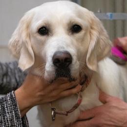 Jenny - Golden Retriever