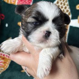 Copper - Tricolor male Shih Tzu puppy in Lakeland, Florida from Sunshine Shih Tzus