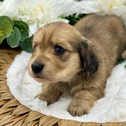 Erie - Cream female Dachshund puppy in Exeter, California from Sawtooth Miniature Dachshunds
