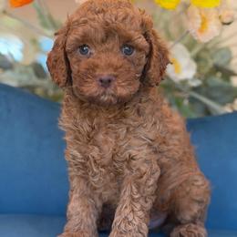 Lennox - Apricot male Cavapoo puppy in Yuciapa, California from AlltheDoodlez_