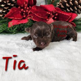 Tia - Chocolate and tan female Yorkshire Terrier puppy in Adair, Oklahoma from Phillippe's Puppy Paws