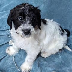 Double Doodles from South Bay Double Doodles