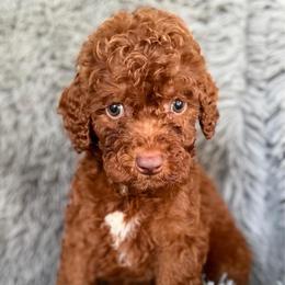 Jax - Red male Labradoodle puppy in English, Indiana from Doodle Darlings