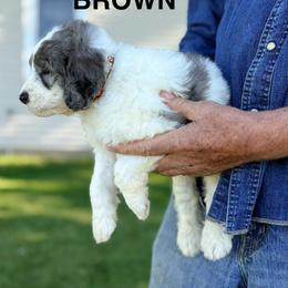 Mr. Brown - Blue merle male Aussiedoodle puppy in Williamsburg, Iowa from Terry Lynn's Aussiedoodles/Blue Dog Ranch