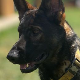 Belgian Malinois and German Shepherds from Madhouse’s Belgian Malinois and German Shepherds