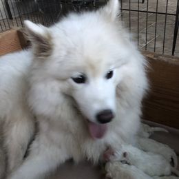 Sasha - Samoyed