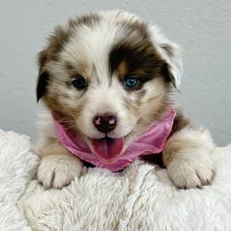 Girl 4 - female Australian Shepherd puppy in Benicia, California from Aussie-Love