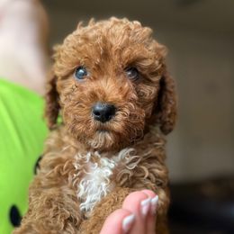 Ringo - Red male Cavapoo puppy in Tolono, Illinois from The Golden Rule Doodles