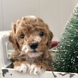 Cavapoo and Shichon Puppies from Paige Haldeman's Cavapoos and Shichons
