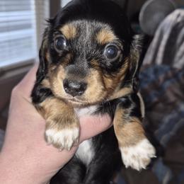 Boots - Black and tan female Dachshund puppy in Salem, Oregon from Wonder Weenies