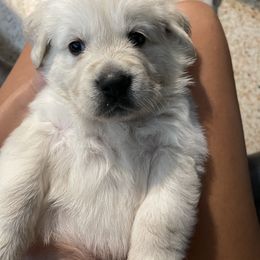 Golden Retriever Puppies from Blue water Goldens