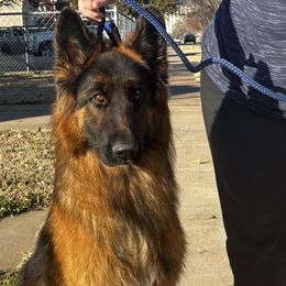 Kingston - German Shepherd