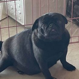 Quinn - Pug