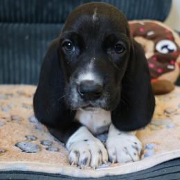 Hades - Black and white male Basset Hound puppy in Pflugerville, Texas from Mountain Momma Bassets