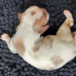 Chip - Blenheim male Cavalier King Charles Spaniel puppy in Franklin, North Carolina from Cavaliers of the County Macon