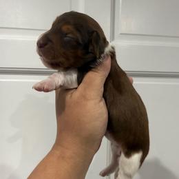 Cupid - Piebald female Dachshund puppy in Fort Myers, Florida from Lady Margery’s Dachshunds