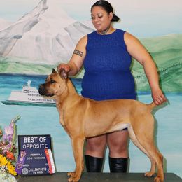Maggie - Cane Corso