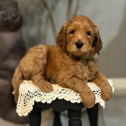 Dopey- Green - Red  male Goldendoodle puppy in Bay City, Texas from Charming Doods Goldendoodles