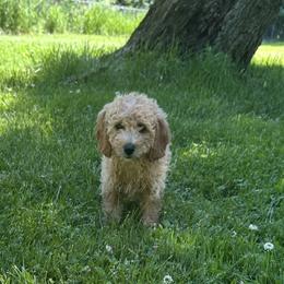 Female 2 - Apricot female Goldendoodle puppy in Sauk Village, Illinois from Midwest Timberland Pups