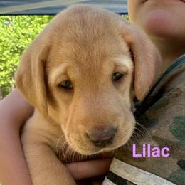 Lilac - Yellow female Labrador Retriever puppy in Rock Hill, South Carolina from North Star Retrievers