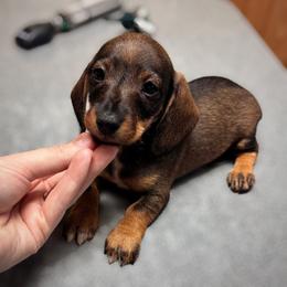 Dachshund Puppies from Royal Bloodline Canines