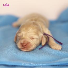 Nia - Buff female Cockapoo puppy in Canastota, New York from Silver City Cockapoos