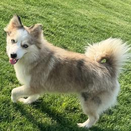 Maggie moo - Pomsky