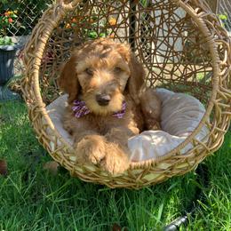 Orange collar - Red  male Goldendoodle puppy in Bakersfield, California from Cisneros Goldendoodles