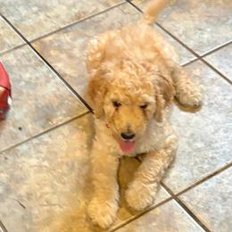 Dynasty - red collar - Red  female Poodle puppy in Lebanon, Ohio from Lucky's Legacy