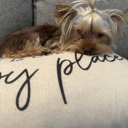 Stella - Yorkshire Terrier