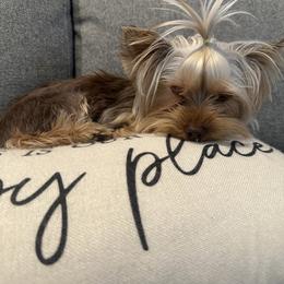 Stella - Yorkshire Terrier