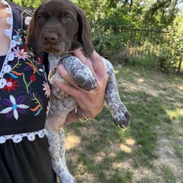 German Shorthaired Pointer Puppies from Jerri Ford
