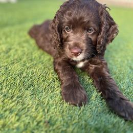 Barcelona - Brown and white Cockapoo puppy in Arizona from Copper State Cockapoos