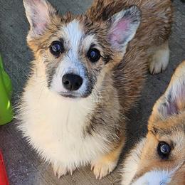 Love - Red male Pembroke Welsh Corgi puppy in Kiowa, Colorado from Cool Water Corgis LLC