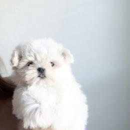 Maltese Puppies from Made to Love Maltese LLC