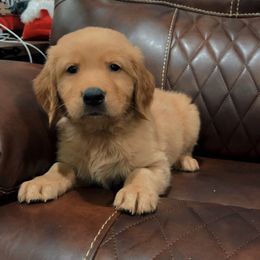 Pumpkin - Golden male Golden Retriever puppy in Olathe, Colorado from Duck Dogs Colorado
