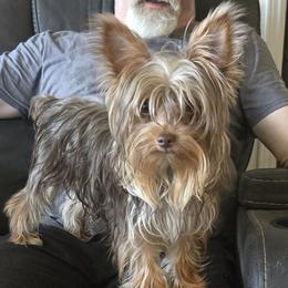 Yorkshire Terrier puppies from Lewis Precious Paws