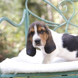 Girl 2 - Black brown and white female Basset Hound puppy in Middle Ga 1.5 Hrs From Atlanta, Georgia from Mountain Ridge Basset Hounds