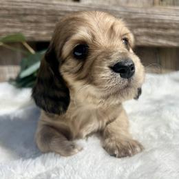 English Cream - Cream male Dachshund puppy in Nampa, Idaho from Long_and_Low_Dachshunds